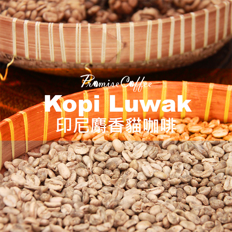 Kopi Luwak 生豆